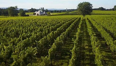 Boxwood Estate, Fauquier Winery, A member of the Fauquier Wine Council, Virginia Vineyard.