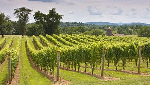 Three Fox Vineyards, Fauquier Winery, A member of the Fauquier Wine Council, Virginia Vineyard.