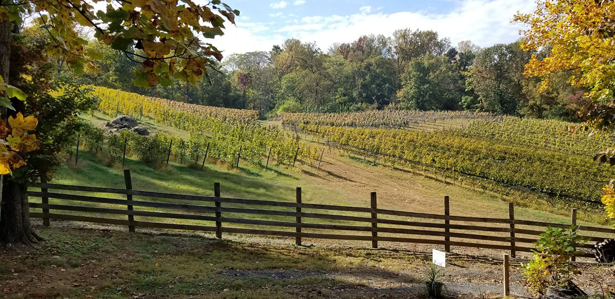Arterra Wines vineyard view