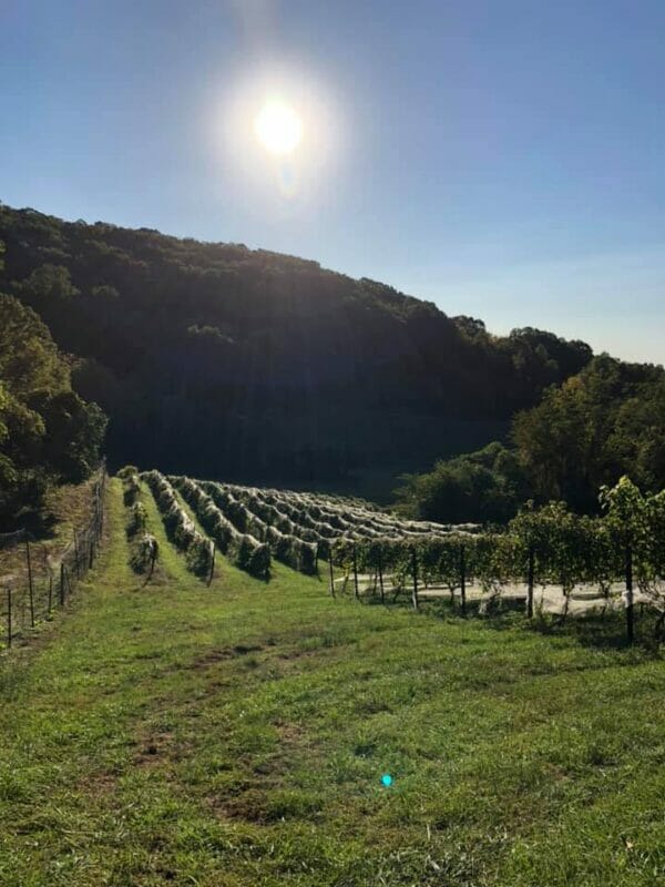 aspen dale winery vineyards