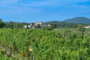 barrel oak winery vineyards