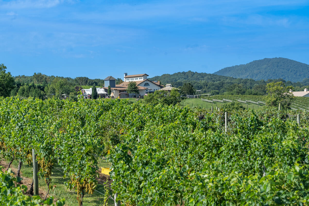 barrel oak winery vineyards