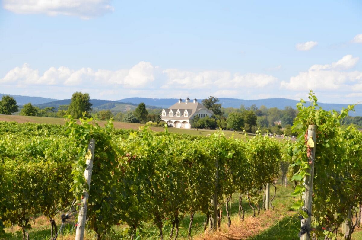 blue valley vineyard and winery vineyards