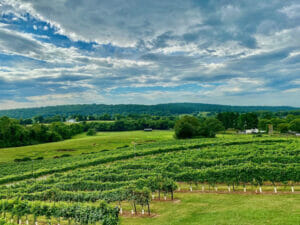 mediterranean cellars winery vineyards