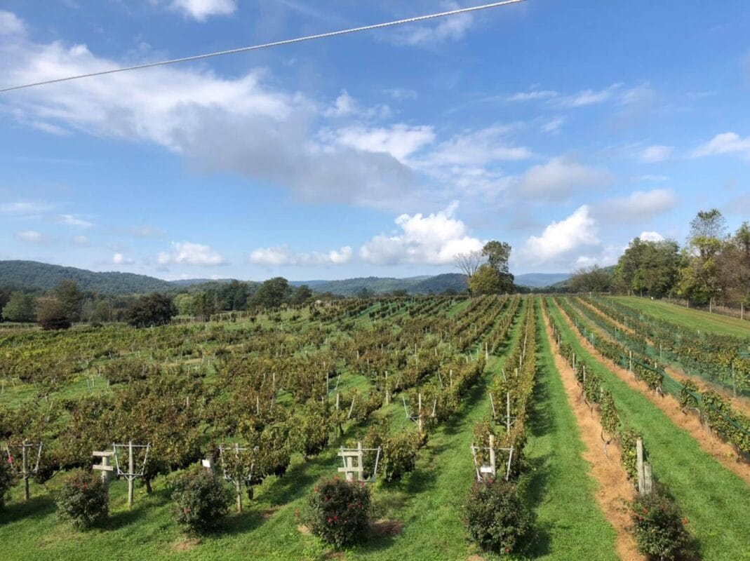 philip carter winery vineyards