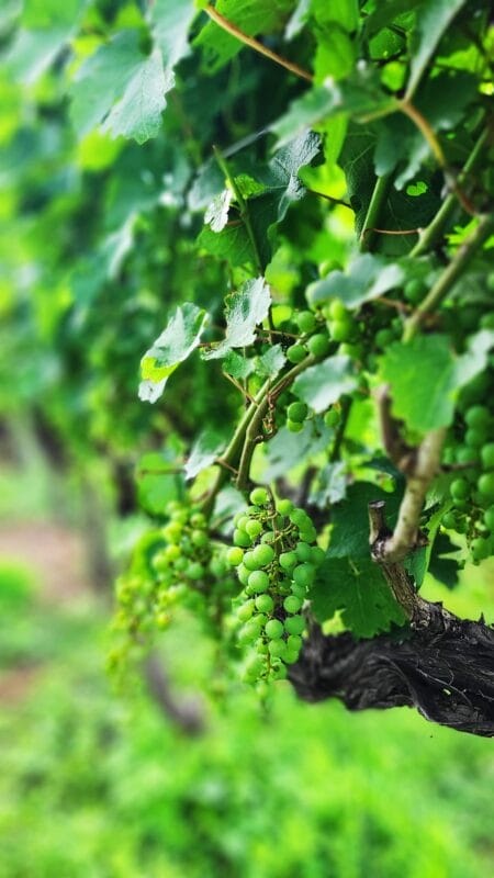 vint hill craft winery vineyard